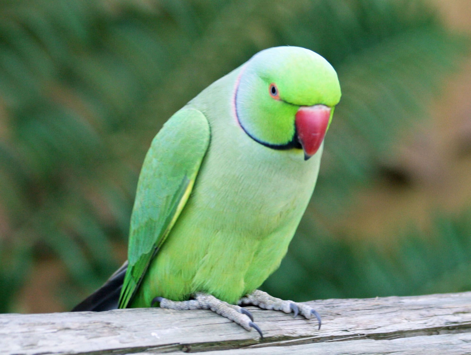 Parrot